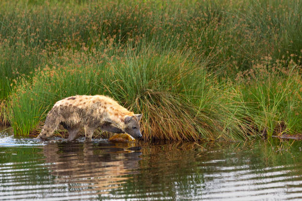 gefleckte hyäne am wasser in serengeti, tansania - portrait spotted hyena field africa stock-fotos und bilder