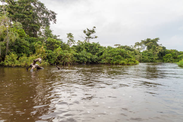 istock Trees lining river Yacuma in Bolivia 1310971372