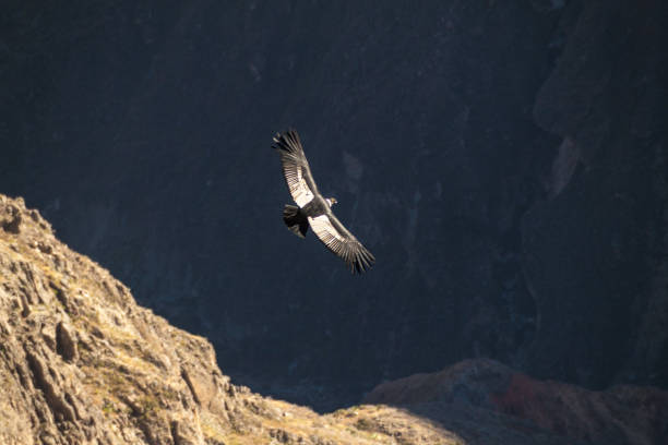 istock Andean Condor (Vultur gryphus) in the Colca Canyon, Peru 1310972244