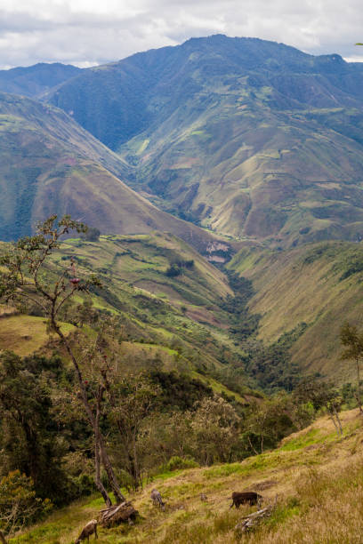 istock Countryside in cloud forest mountains around Leymebamba, northern Peru. 1310972817