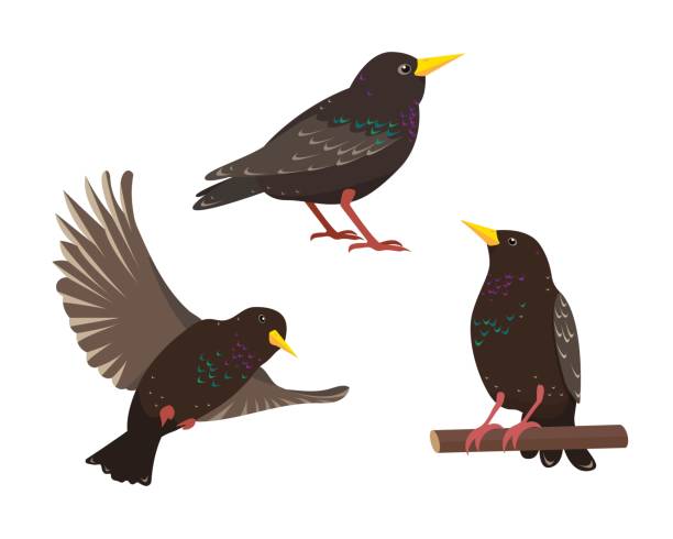 Set of starling birds in different poses isolated Set of starling birds in different poses isolated on white background. Collection of starlings icons vector illustration. starling stock illustrations