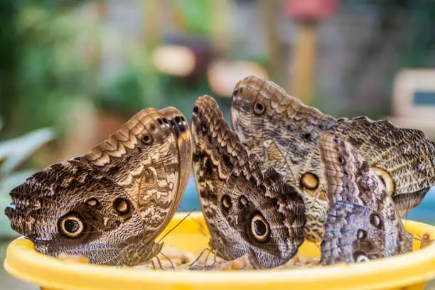 Owl butterflies (Caligo eurilochus) in Mariposario (The Butterfly House) in Mindo, Ecuador