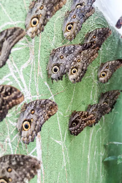 Owl butterflies (Caligo eurilochus) in Mariposario (The Butterfly House) in Mindo, Ecuador