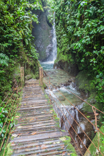 istock Small waterfall in Nambillo Cloud Forest Reserve near Mindo, Ecuador. 1310973451