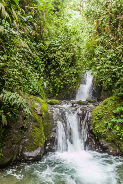 istock Small waterfall in Nambillo Cloud Forest Reserve near Mindo, Ecuador. 1310973457