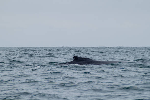 istock Humpback whale in Machalilla National Park, Ecuador 1310973481
