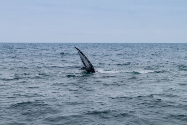 istock Humpback whale in Machalilla National Park, Ecuador 1310973487