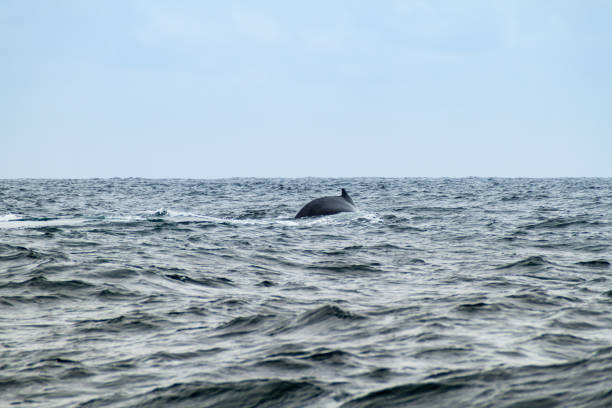 istock Humpback whale (Megaptera novaeangliae)  in Machalilla National Park, Ecuador 1310973489