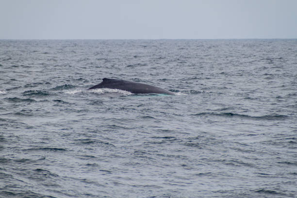 istock Humpback whale (Megaptera novaeangliae)  in Machalilla National Park, Ecuador 1310973490