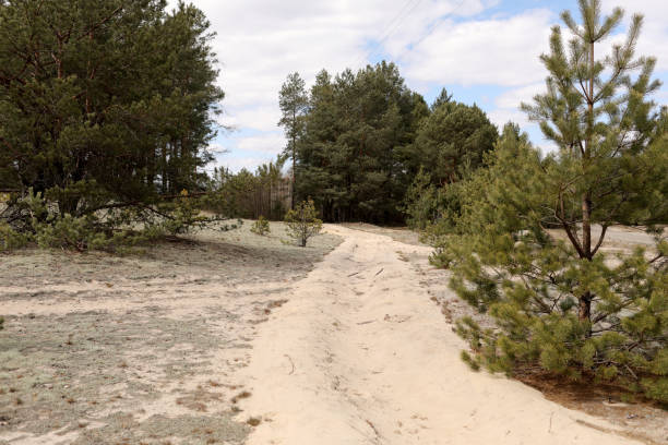 View of an sandy forest road on a early spring day. pine forest. Sky, clouds, Forest background. Sandy road. Recreation in nature