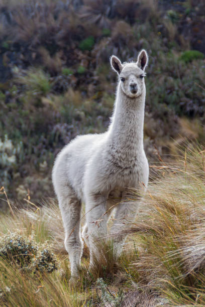 istock Llama in National Park Cajas, Ecuador 1310974567