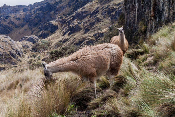 istock Llamas in National Park Cajas, Ecuador 1310974568