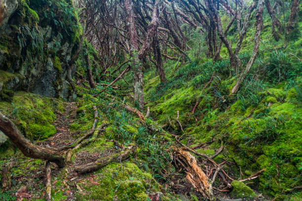 Forest of Polylepis trees in National Park Cajas, Ecuador