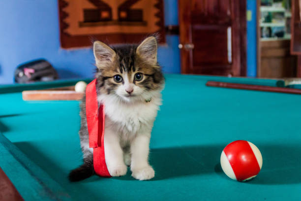 kitten on the pool table - snooker table imagens e fotografias de stock