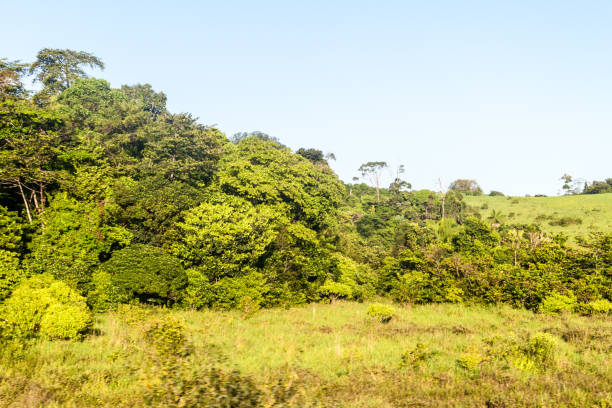 Forest in Amapa state of Brazil