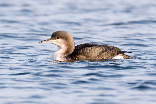Black Throated Diver In Habitat Black Throated Diver on lake arctic loon stock pictures, royalty-free photos & images