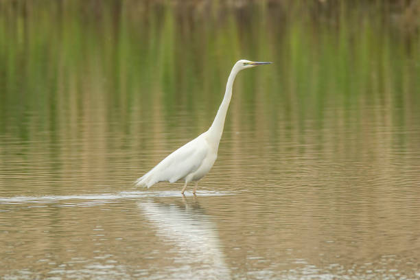 istock Great White Egret In Habitat 1310976392