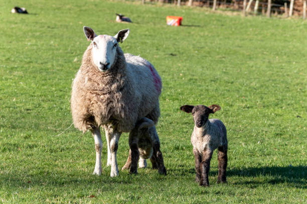 Free Stock Photo of Ewe and lamb standing together in a field ...
