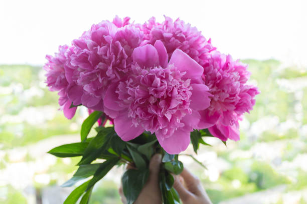 istock Rosy peonies bouquet in female hands on blurred background. 1310977490