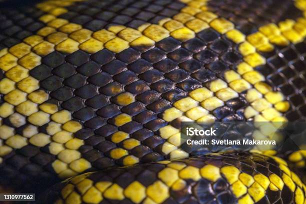 Black Python Scale Skin Macro Of Python Skin And Scale Close Up Black And Yellow Snake Skin ...