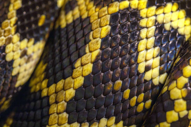 pele e escamas python. macro. textura de pele de cobra preta e amarela, fundo, padrão. - belt fashion animal print snake - fotografias e filmes do acervo