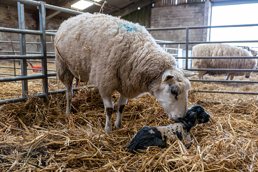 Springtime lambing season on an organic farm in Scotland. A ewe has just given birth to a black and white lamb, which is lying down on a fresh bed of straw. The attentive mother is cleaning the amniotic fluid from the lambs body as it starts to lift its head and start its new life. The care of its mother is bonding and will encourage it to get up on its feet to feed from her for the first time.