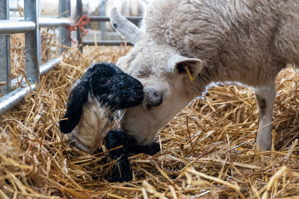 nowo narodzona jagnięcina pokryta płynem owodniowym myta przez matkę - newborn animal zdjęcia i obrazy z banku zdjęć