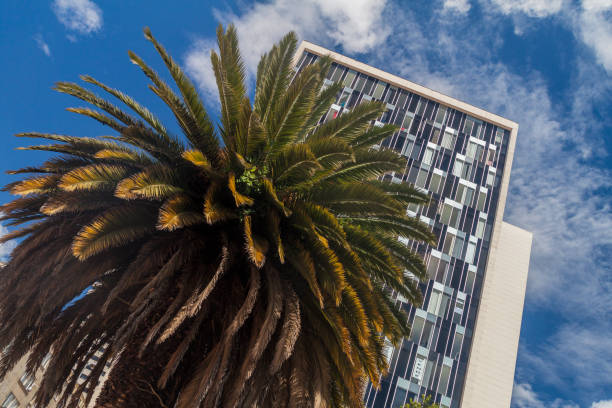istock Modern building and a palm in Bogota, Colombia 1310979940