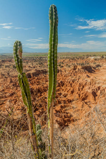 istock Cactus and orange rock formations in Tatacoa desert, Colombia 1310980180