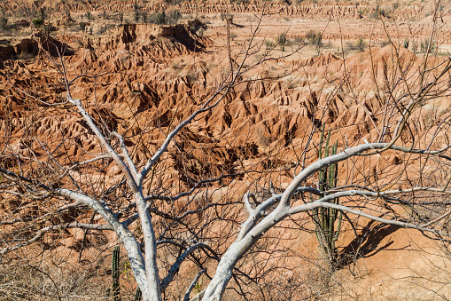 Dry tree and orange rock formations of Tatacoa desert, Colombia