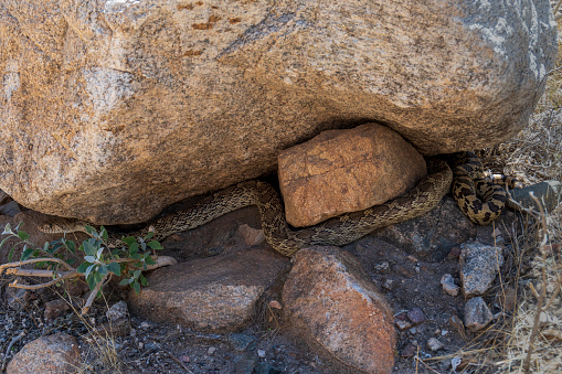 A sonoran gopher snake hiding in the shade provided by a rock in White Tank Mountain Regional Park, north of Goodyear, Arizona.