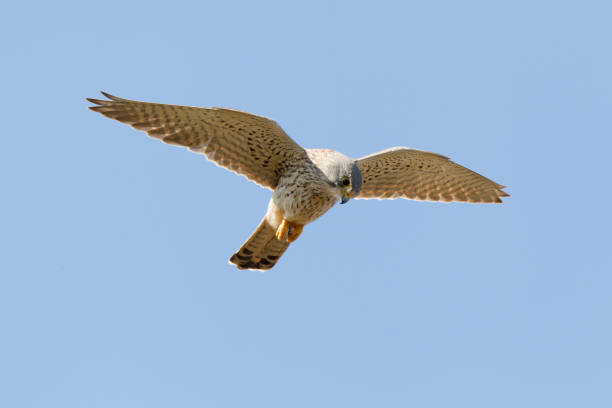 istock Kestrel In Habitat 1310983786
