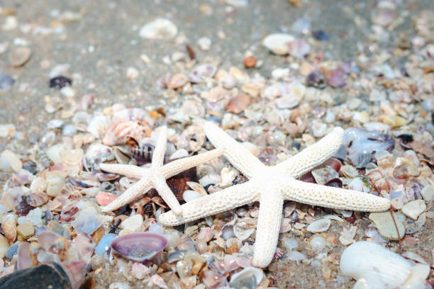 istock Starfish on sand beach, tropical summer beach background for relaxing vacation 1310983865