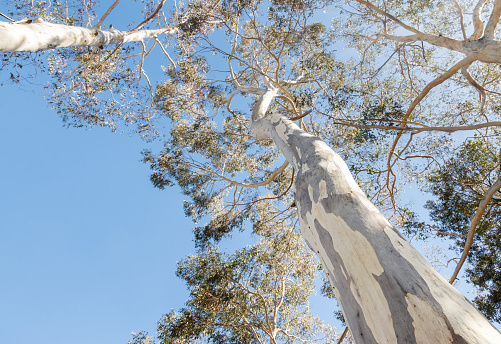 closeup of tall Australian eucalyptus trees with shedding bark against blue sky