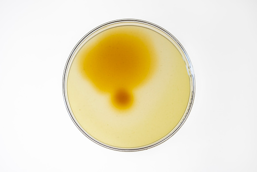 Close up of a Petri dish with yellow specimens in it