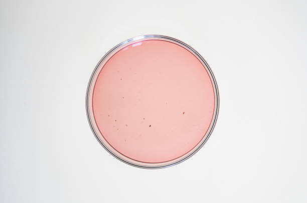 Bacterial yeast colonies, gel agar glowing  in glass petri dish isolated on white background.  Copy space for text, logo.