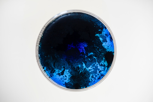 Close up of a Petri dish with blue specimens in it