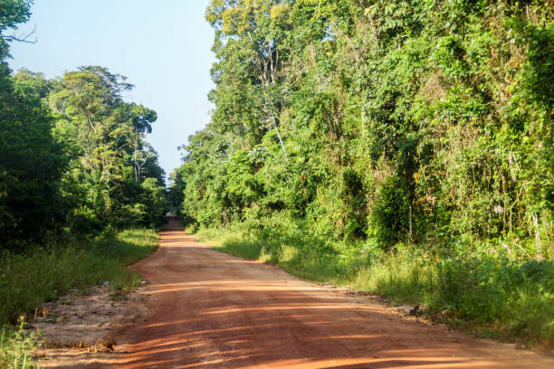 istock Road across the jungle in Guyana 1310991772