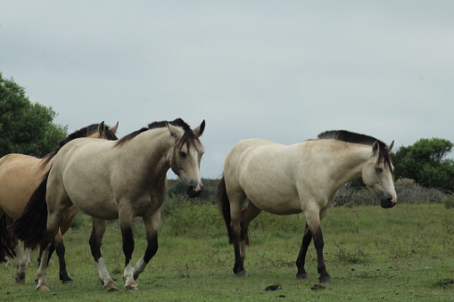 Criollo horses