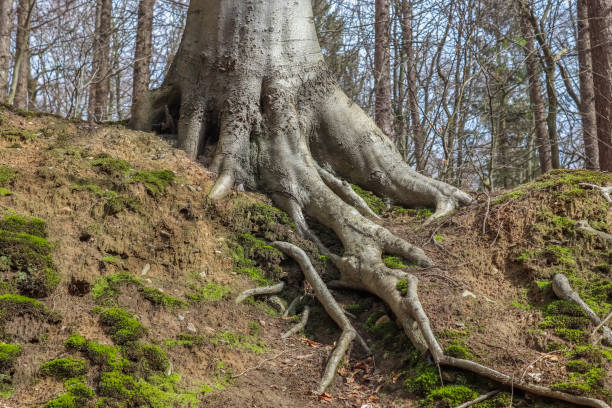 istock An old tree trunk in a European forest landscape environment 1310992575