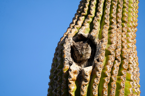 Western Screech Owl sleeping in a Saguaro cavity