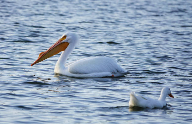 istock American White Pelican 1310993323