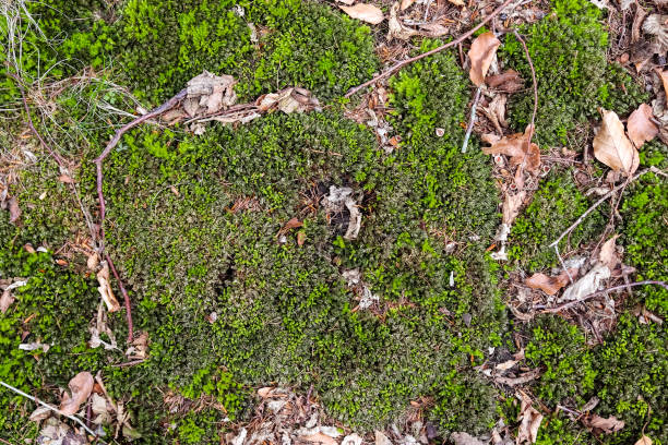 istock Detailed close up view on a forest ground texture with moss and branches 1310993393