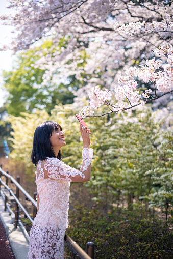 Asian woman visiting public park to enjoy ‘Sakura’ cherry blossoms in public park, which is very popular activity in Japan in springtime.