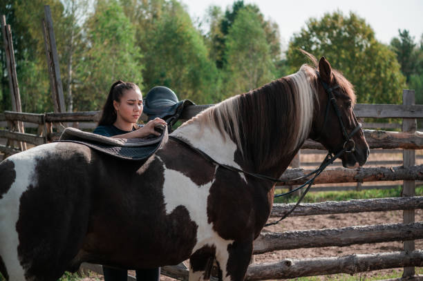 istock Saddling a beautiful mare on a ranch shows a young horse owner 1310995836