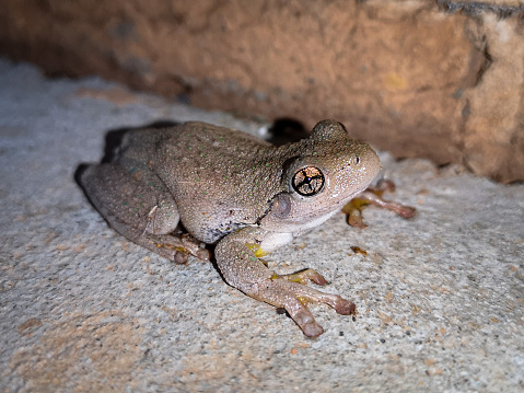 A nighttime photograph of a native Australian frog sitting on the footpath on the side of a house. The image is bright and detailed with a focus on the frogs eyes and texture. A beautiful example of native amphibian fauna.