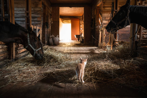 un animale domestico dei proprietari della stalla, un gatto zenzero, cammina intorno alla stalla con i cavalli - stalla di mercato foto e immagini stock