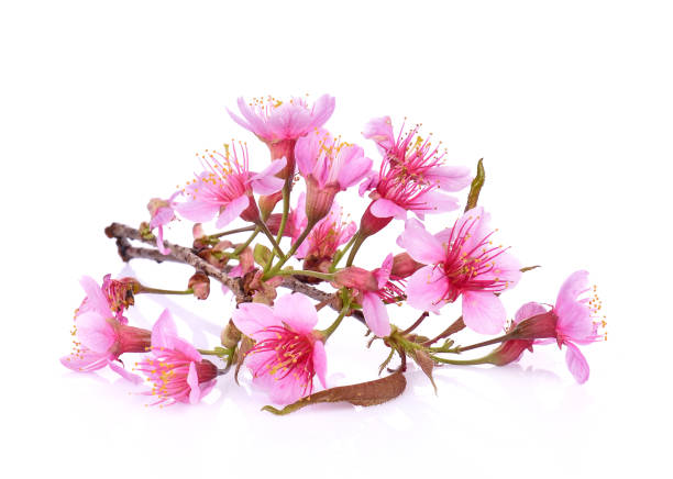 istock Pink cherry blossom flowers on white background 1310998357