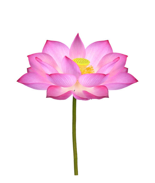 fleur de lotus sur le fond blanc - 5416 photos et images de collection