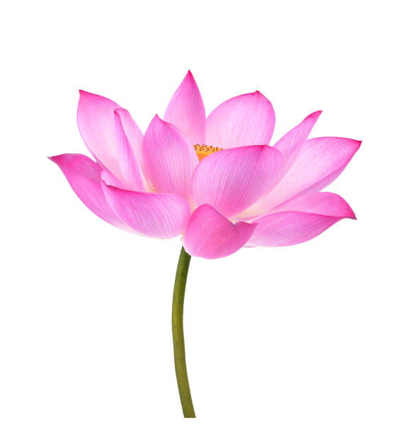 istock Lotus flower on white background 1310998467